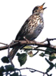 This is what the thrush said